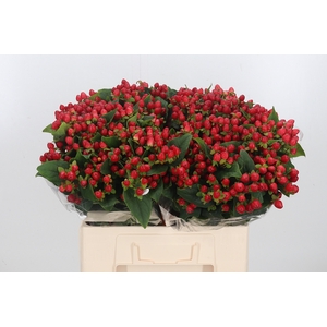 Hypericum Gemengd