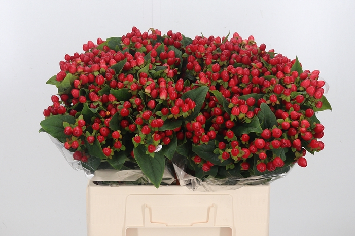 <h4>Hypericum Gemengd</h4>