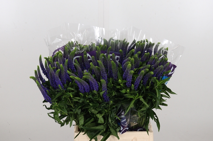 <h4>Veron Smart Diana</h4>