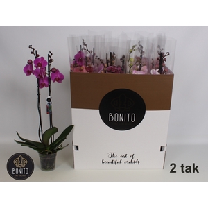 PHAL GEM 8 KL