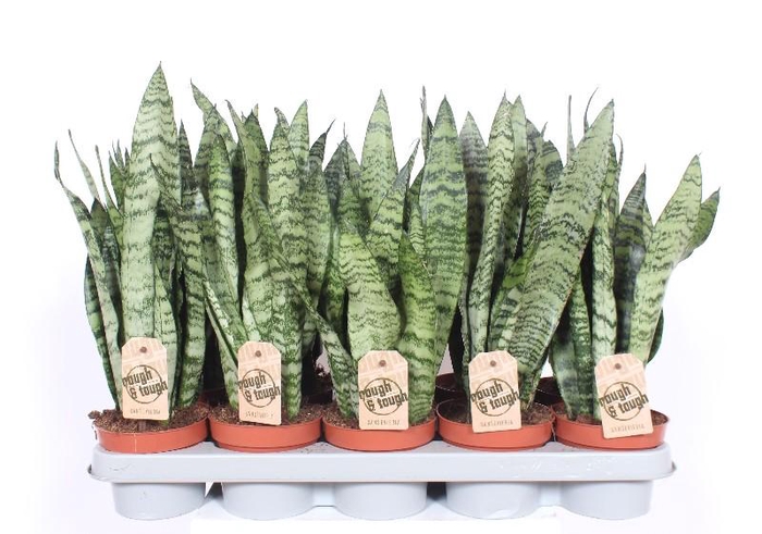 <h4>Sansevieria Zeylanica</h4>