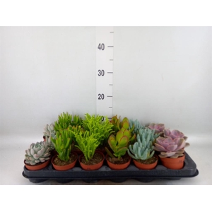 Succulents   ...mix 6