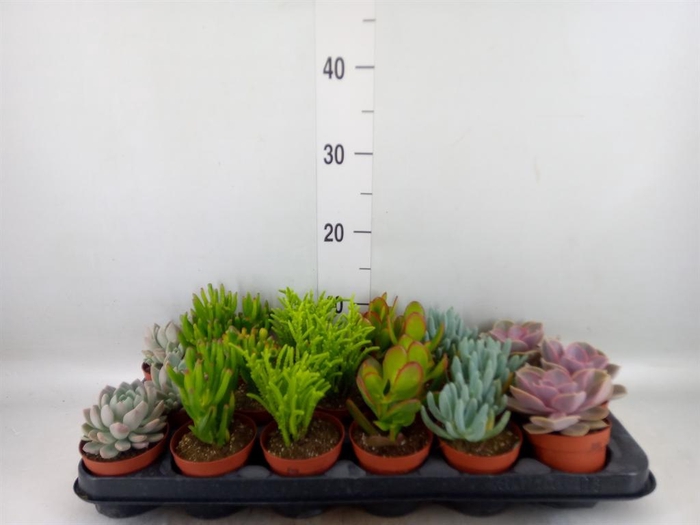 <h4>Succulents   ...mix 6</h4>