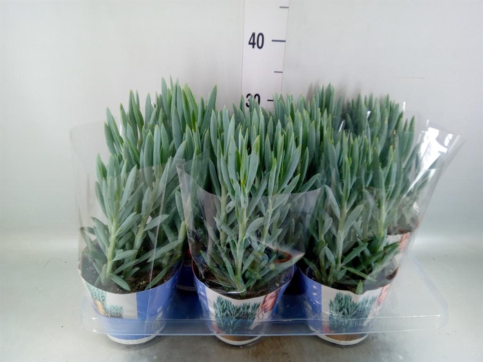 <h4>Curio ficoides 'Mount everest'</h4>