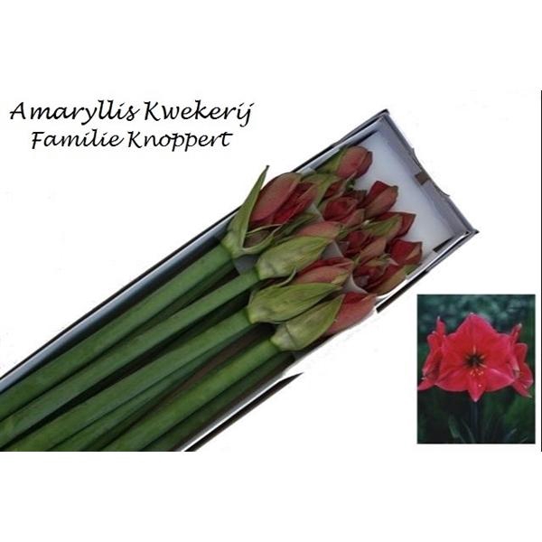 <h4>HIPP GA HERCULES 12</h4>