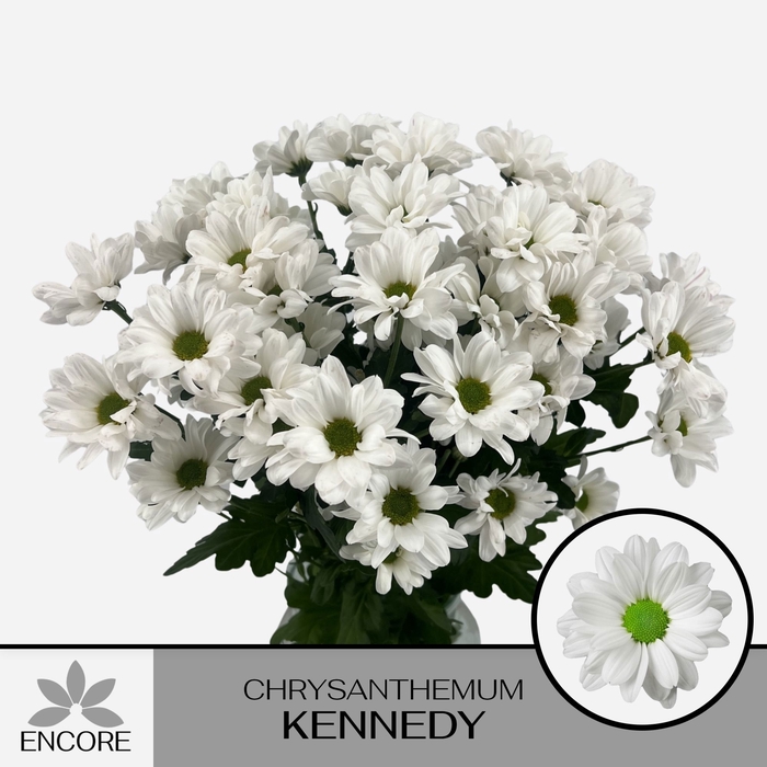 <h4>CHR T KENNEDY</h4>