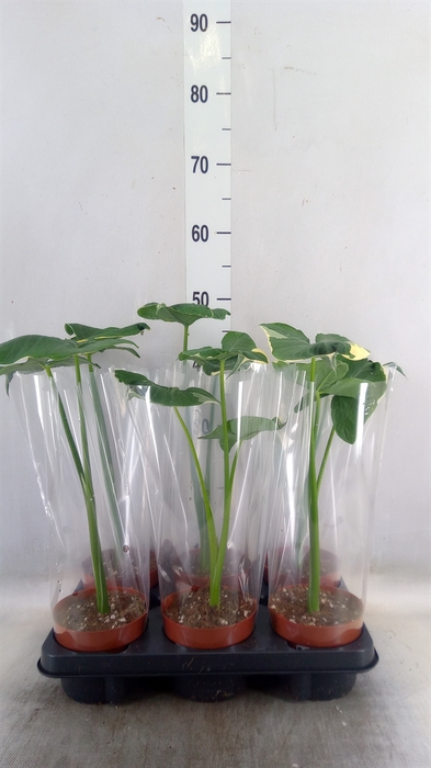 <h4>Alocasia   ...</h4>