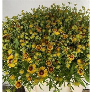 HELENIUM OV