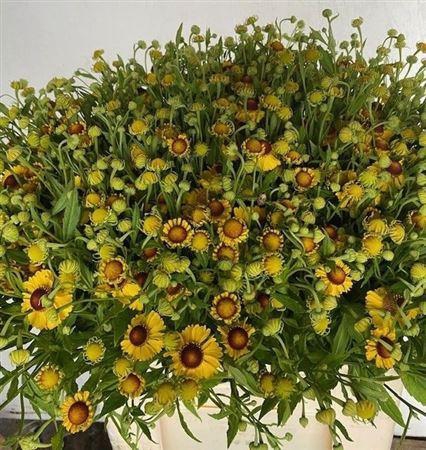 <h4>HELENIUM OV</h4>