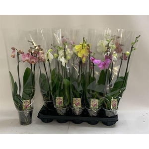 PHAL GEM