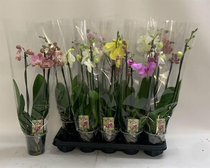 <h4>PHAL GEM</h4>