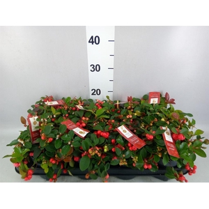 Gaultheria proc. 'Big Berry'