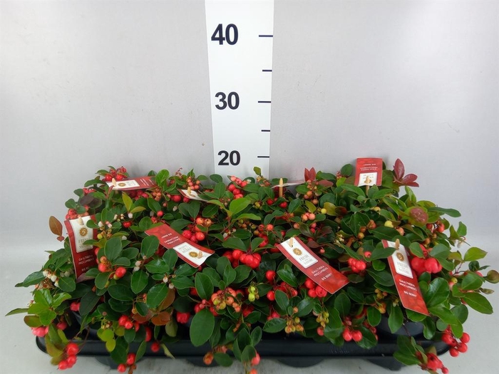 Gaultheria proc. 'Big Berry'