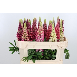 Lupinus
