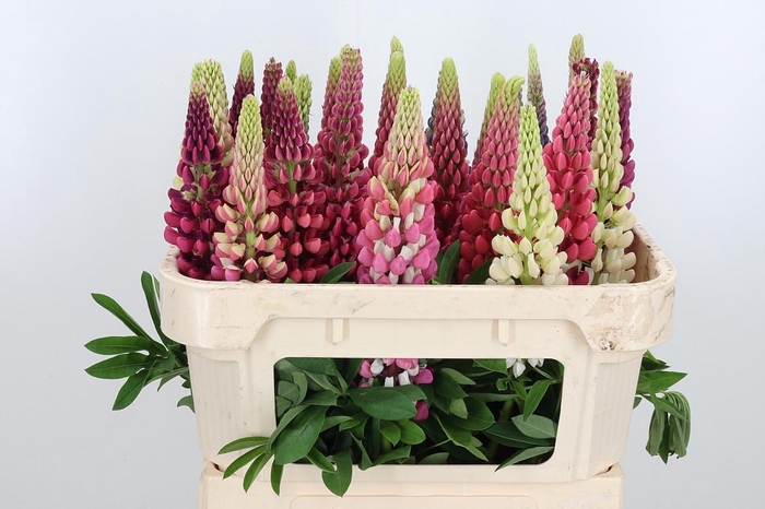<h4>Lupinus</h4>