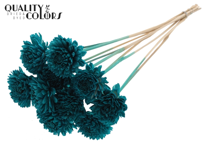 Shola Zinia 6cm on stem Turquoise