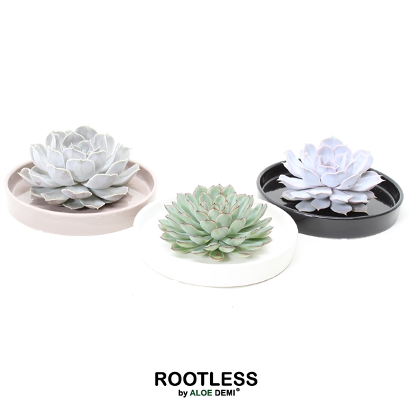 <h4>ROOTLESS Echeveria, Panda bowl</h4>