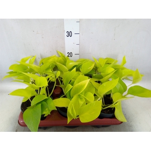 Epipremnum pinn. 'Golden Pothos'