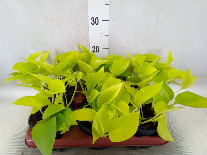 <h4>Epipremnum pinn. 'Golden Pothos'</h4>
