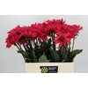 Dahlia Pink Punk