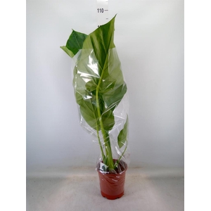Alocasia macrorrhizos