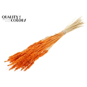 Triticum per bunch Intense Orange