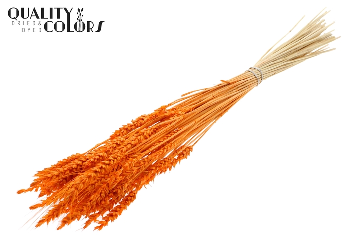 Triticum per bunch Bleached Orange