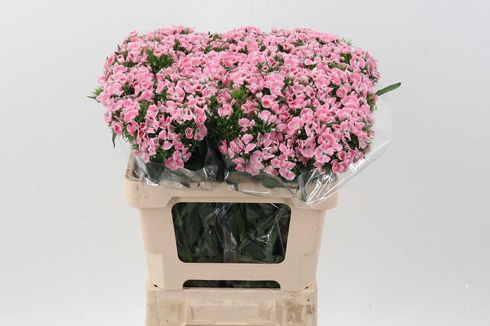 <h4>Di Barb Lindo</h4>