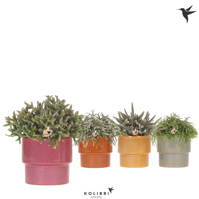 <h4>Kolibri Greens Rhipsalis mix in Timeless pot mix</h4>