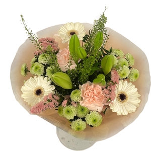 Bq Volume Voltage Salmon M