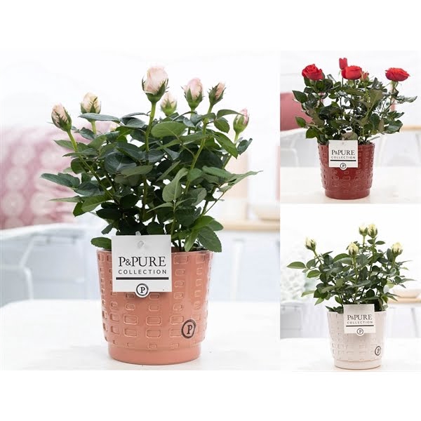 <h4>Rosa gemengd in P&PURE Floor ceramics ass. 3</h4>