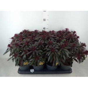 Euphorbia  'Miners Merlot'