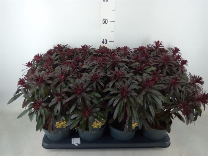 Euphorbia  'Miners Merlot'