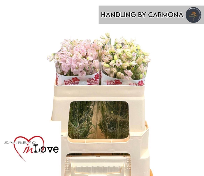 <h4>Delph En M Sug Pink</h4>