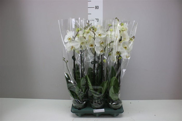 <h4>Phal Cambridge 2 Tak</h4>