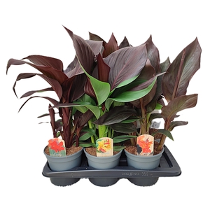 Canna Exclusive Mix p17