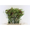 Fr Du Expression Cerise Red