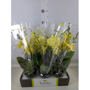 Phalaenopsis   ...yellow
