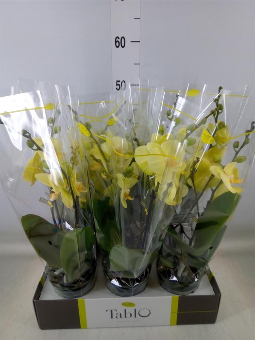 <h4>Phalaenopsis   ...yellow</h4>