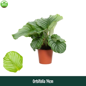 Calathea 14cm Orbifolia - Living