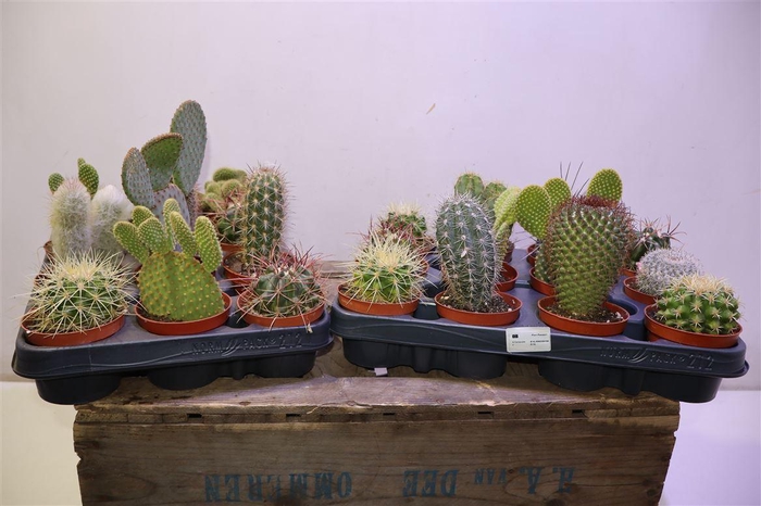 <h4>arr8 Cactus Ov</h4>