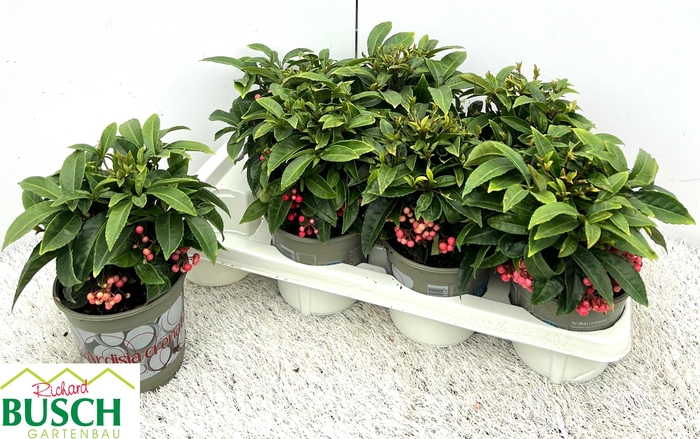 <h4>ARDIS CRENATA</h4>