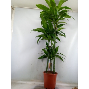Dracaena frag. 'Janet Craig'