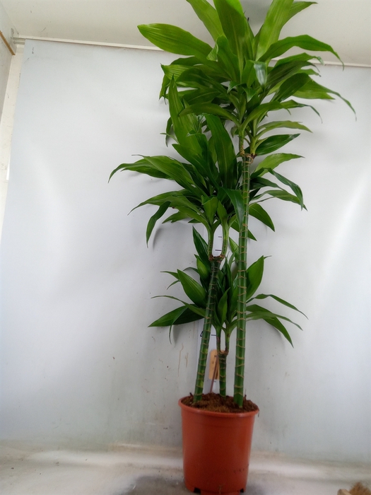 <h4>Dracaena frag. 'Janet Craig'</h4>