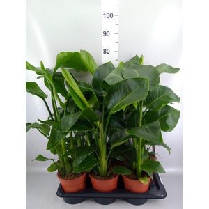 Strelitzia nicolai