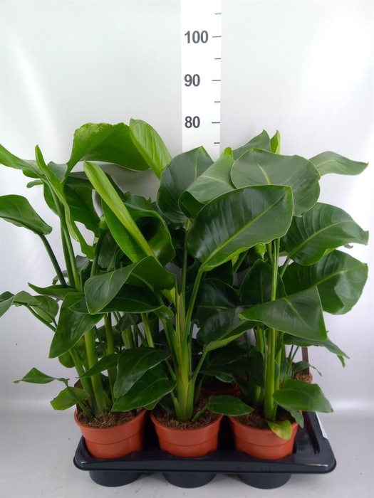 <h4>Strelitzia nicolai</h4>