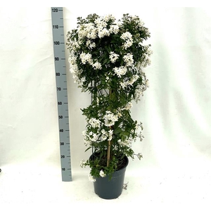 Solanum Jasminoides 27Ø 115cm