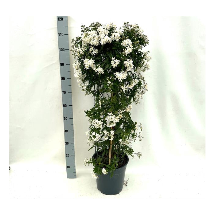 <h4>Solanum Jasminoides 27Ø 115cm</h4>