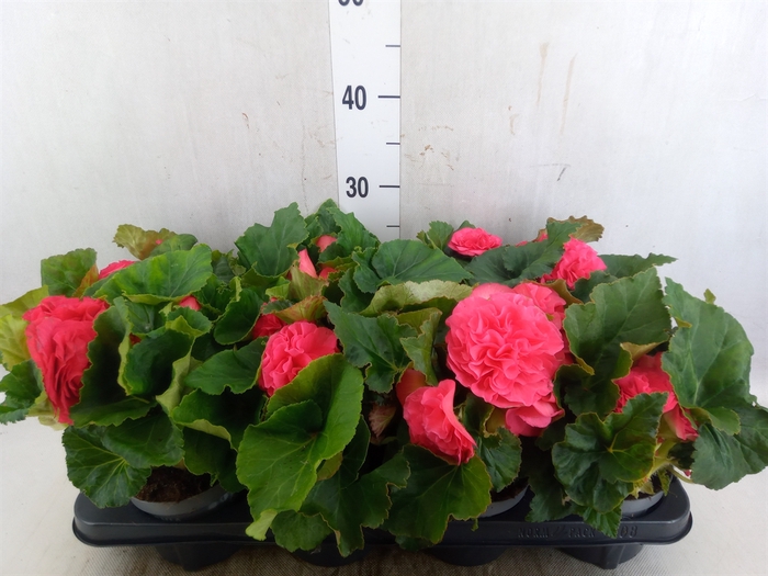 <h4>Begonia tuber. 'Fortune Dark Rose'</h4>
