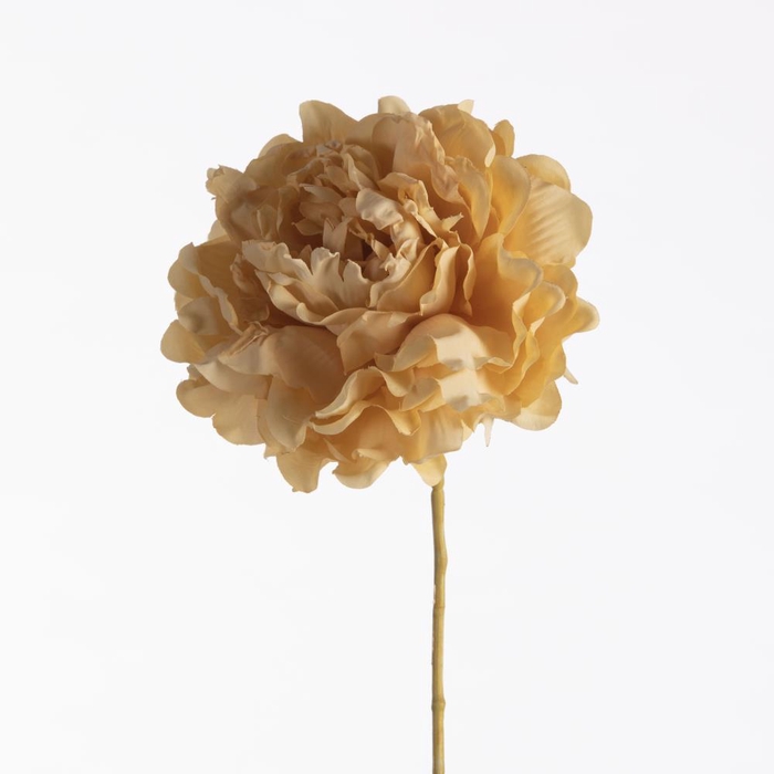 <h4>AF Peony Dried L45cm Yellow</h4>